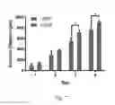 Fig. 10 - Engineering of a novel breast tumor microenvironment on a microfluidic chip