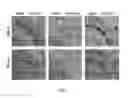 Fig. 14 - Engineering of a novel breast tumor microenvironment on a microfluidic chip