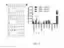 Fig. 18 - Engineering of a novel breast tumor microenvironment on a microfluidic chip