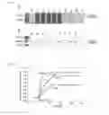 Fig. 09 - MACROMOLECULAR CONJUGATES FOR VISUALIZATION AND SEPARATION OF PROTEINS AND CELLS