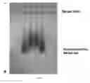 Fig. 06 - Catalytic particles for increased sensitivity in lateral flow immunoassays