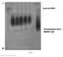 Fig. 08 - Catalytic particles for increased sensitivity in lateral flow immunoassays