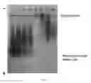 Fig. 09 - Catalytic particles for increased sensitivity in lateral flow immunoassays