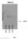 Fig. 09 - EX VIVO LIQUID BIOPSY