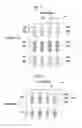 Fig. 05 - TRANSPARENT SCREEN