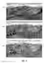 Fig. 09 - System and method for procedurally generated object distribution in regions of a three-dimensional virtual environment