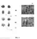 Fig. 10 - System and method for procedurally generated object distribution in regions of a three-dimensional virtual environment