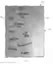 Fig. 11 - HUMAN GROWTH TRACKING APPARATUS, SYSTEM AND METHOD