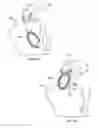 Fig. 09 - Animal dental care device and method