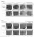 Fig. 07 - Manufacturing Method for Powdered Fermented Paste