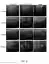 Fig. 10 - Three-dimensionally printed tissue engineering scaffolds for tissue regeneration