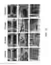 Fig. 16 - Three-dimensionally printed tissue engineering scaffolds for tissue regeneration