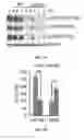 Fig. 07 - PYRANONAPHTHOQUINONE COMPOUNDS AND METHODS OF USE THEREOF