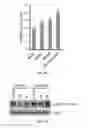 Fig. 35 - PYRANONAPHTHOQUINONE COMPOUNDS AND METHODS OF USE THEREOF