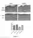 Fig. 08 - METHODS AND COMPOSITIONS FOR TREATMENT OF DERMAL AND EPIDERMAL WOUNDS