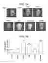 Fig. 02 - METHODS AND COMPOSITIONS FOR STIMULATING BONE REGENERATION
