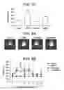 Fig. 09 - METHODS AND COMPOSITIONS FOR STIMULATING BONE REGENERATION