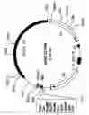 Fig. 02 - Composition Comprising Neoagarooligosaccharide As Active Ingredient, For Prevention or Treatment of Sepsis or Septic Shock