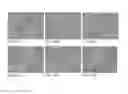 Fig. 50 - Pharmaceutical composition for improving health, cure abnormalities and degenerative disease, achieve anti-aging effect of therapy and therapeutic effect on mammals and method thereof