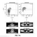 Fig. 02 - FUNCTIONAL IMMUNOPHENOTYPING OF LEUKOCYTES IN HUMAN TISSUES