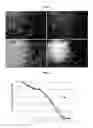 Fig. 02 - COMPOSITIONS AND METHODS FOR INCREASING LIFESPAN AND HEALTH SPAN