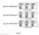 Fig. 02 - Method of developing a vaccine using peptide-poly IC complexes