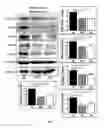 Fig. 02 - Neuronal specific targeting of caveolin expression to restore synaptic signaling and improve cognitive function in the neurodegenerative brain and motor function in spinal cord