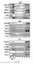 Fig. 03 - Neuronal specific targeting of caveolin expression to restore synaptic signaling and improve cognitive function in the neurodegenerative brain and motor function in spinal cord