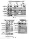 Fig. 05 - Neuronal specific targeting of caveolin expression to restore synaptic signaling and improve cognitive function in the neurodegenerative brain and motor function in spinal cord
