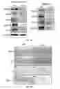 Fig. 07 - Neuronal specific targeting of caveolin expression to restore synaptic signaling and improve cognitive function in the neurodegenerative brain and motor function in spinal cord