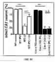 Fig. 08 - Neuronal specific targeting of caveolin expression to restore synaptic signaling and improve cognitive function in the neurodegenerative brain and motor function in spinal cord