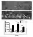 Fig. 10 - Neuronal specific targeting of caveolin expression to restore synaptic signaling and improve cognitive function in the neurodegenerative brain and motor function in spinal cord