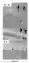Fig. 13 - Neuronal specific targeting of caveolin expression to restore synaptic signaling and improve cognitive function in the neurodegenerative brain and motor function in spinal cord
