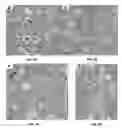 Fig. 17 - Neuronal specific targeting of caveolin expression to restore synaptic signaling and improve cognitive function in the neurodegenerative brain and motor function in spinal cord