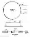 Fig. 22 - Neuronal specific targeting of caveolin expression to restore synaptic signaling and improve cognitive function in the neurodegenerative brain and motor function in spinal cord