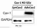 Fig. 24 - Neuronal specific targeting of caveolin expression to restore synaptic signaling and improve cognitive function in the neurodegenerative brain and motor function in spinal cord