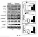 Fig. 26 - Neuronal specific targeting of caveolin expression to restore synaptic signaling and improve cognitive function in the neurodegenerative brain and motor function in spinal cord