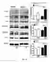 Fig. 27 - Neuronal specific targeting of caveolin expression to restore synaptic signaling and improve cognitive function in the neurodegenerative brain and motor function in spinal cord