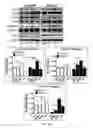 Fig. 33 - Neuronal specific targeting of caveolin expression to restore synaptic signaling and improve cognitive function in the neurodegenerative brain and motor function in spinal cord