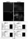Fig. 34 - Neuronal specific targeting of caveolin expression to restore synaptic signaling and improve cognitive function in the neurodegenerative brain and motor function in spinal cord
