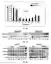 Fig. 37 - Neuronal specific targeting of caveolin expression to restore synaptic signaling and improve cognitive function in the neurodegenerative brain and motor function in spinal cord