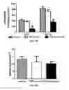 Fig. 09 - Particle conjugated prosthetic patches and methods of making and using thereof