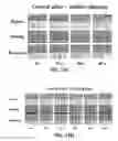 Fig. 24 - PROTRUDING MICROSTRUCTURE FOR TRANSDERMAL DELIVERY