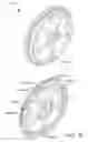 Fig. 83 - Mobility device