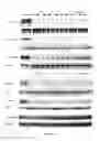 Fig. 09 - Compositions and methods for inhibiting kinases
