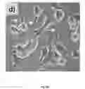 Fig. 09 - Pro-Amb reverse turn restricted bioactive peptide analogues