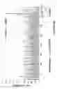 Fig. 09 - Peptides capable of reactivating p53 mutants