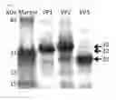 Fig. 02 - antigens and methods of use