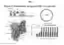 Fig. 07 - Evolution of toxins