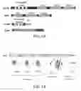Fig. 02 - Minimized cyanobacterial microcompartment for carbon dioxide fixation